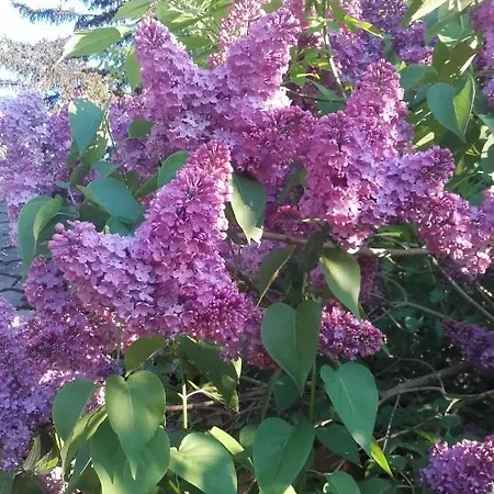 Villa-magdi Vendeghaz ゲストハウス