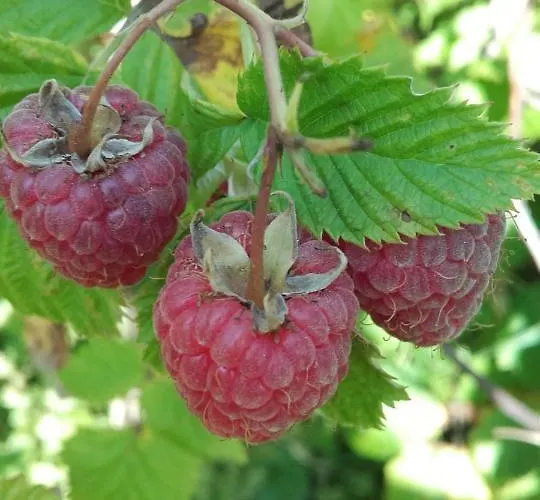 Villa-magdi Vendeghaz בית הארחה רבפולופ