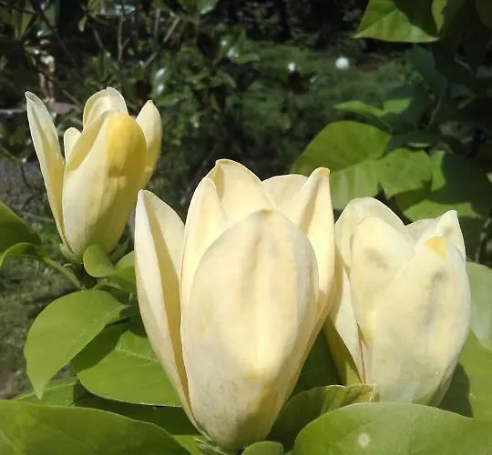 Villa-magdi Vendeghaz רבפולופ