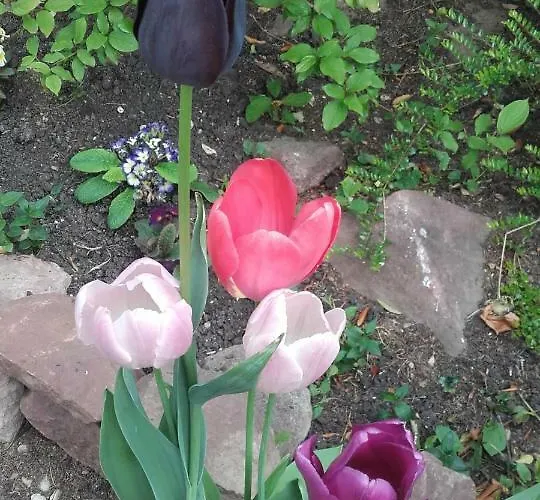 Villa-magdi Vendeghaz בית הארחה 4*