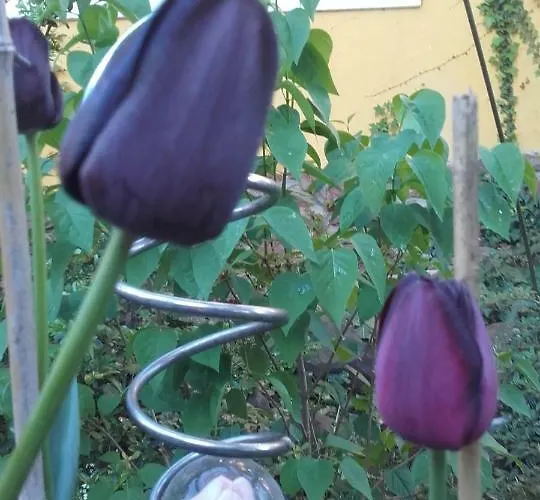 Villa-magdi Vendeghaz