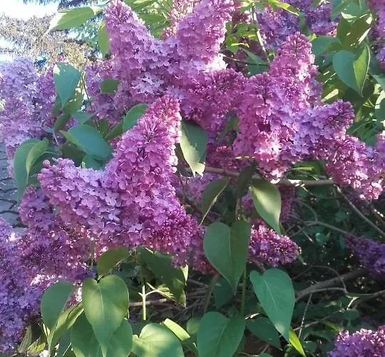 Villa-magdi Vendeghaz בית הארחה